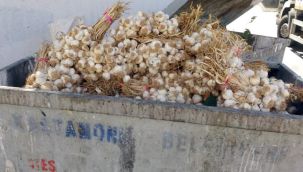 Kilolarca Taşköprü sarımsağını çöp konteynerine attılar