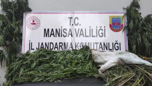 Manisa'da iki ilçede kenevir operasyonu