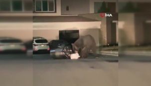 Meksika'da aç ayı şehre indi, çöpte yemek aradı