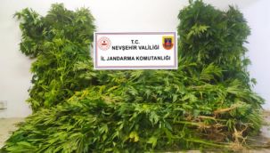 Nevşehir'de kenevir bitkisi yetiştiren şahıs göz altına alındı