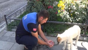 Zabıta memuru susayan köpeğe elleriyle su içirdi