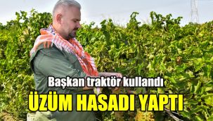 Başkan traktör kullandı, üzüm hasadı yaptı