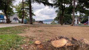 Beşiktaş Belediyesi Ayazma Parkı'ndaki 3 ağacı kesti