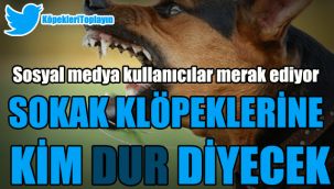Sosyal medya kullanıcılar merak ediyor: Sokak köpeklerine kim dur diyecek