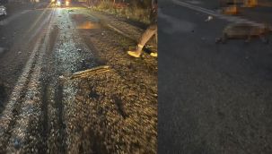Yalova'da otomobil sürüye daldı: 18 koyun telef oldu