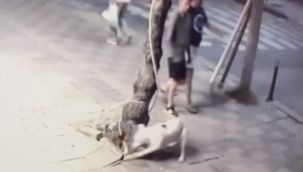 Zeytinburnu'nda pitbull dehşeti