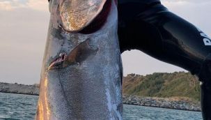 Çanakkale'de 35 kilogram ağırlığında akya balığı avlandı