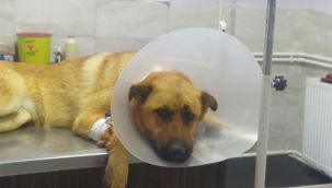 Ateş açılan köpeğin dili koptu