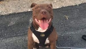 Köpeği kulübesiyle birlikte yakan sanığa iyi hal indirimi