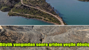 Büyük yangından sonra griden yeşile dönüş