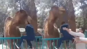 Deveye fazla yaklaşan çocuk az daha canından oluyordu