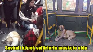 Sevimli köpek minibüsçülerin maskotu oldu