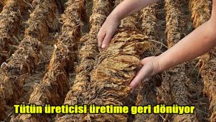 Tütün üreticisi üretime geri dönüyor