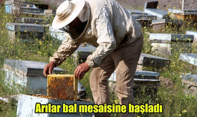 Arılar bal mesaisine başladı