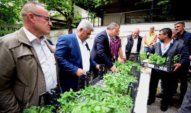 Bornova’da yerel üreticiye 500 bin fide