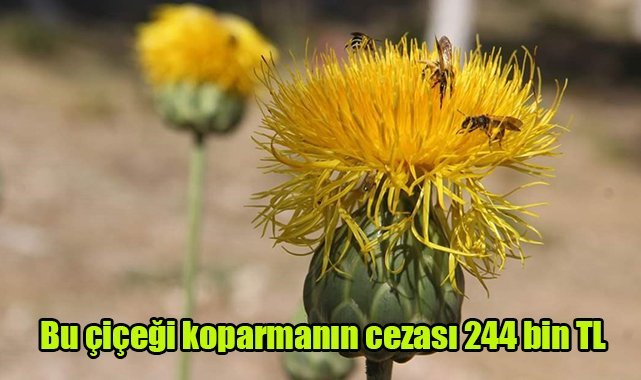Bu çiçeği koparmanın cezası 244 bin TL