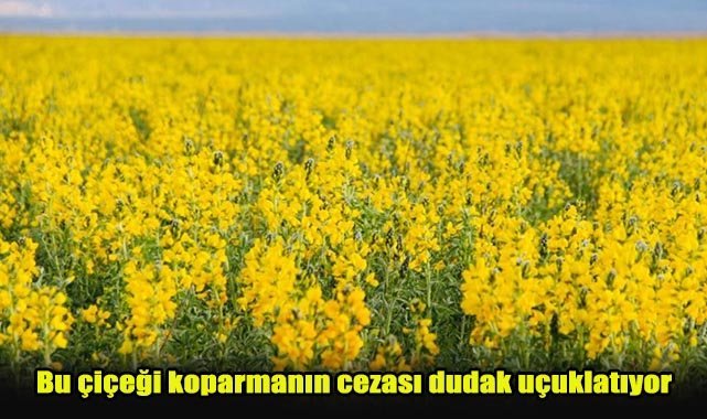 Bu çiçeği koparmanın cezası dudak uçuklatıyor