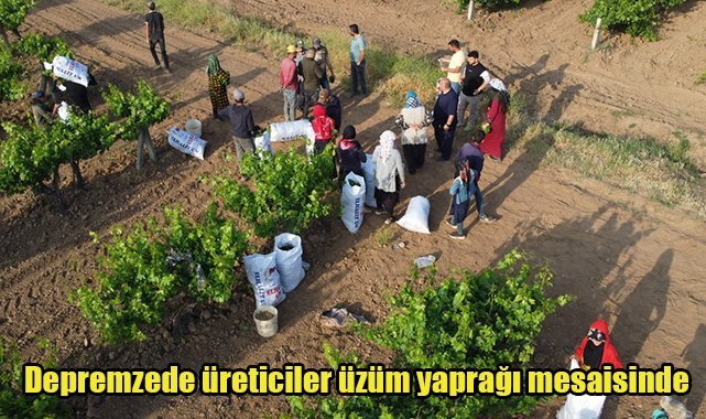 Depremzede üreticiler üzüm yaprağı mesaisinde