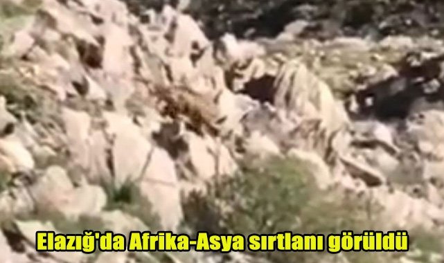 Elazığ'da Afrika-Asya sırtlanı görüldü