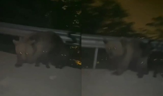 Gezmeye gittiler anayola inen ayının saldırısına uğradılar