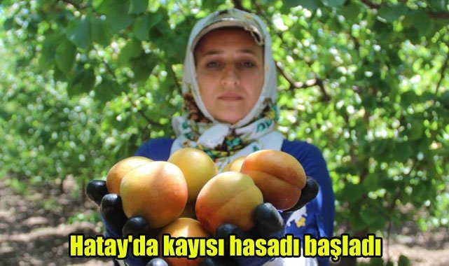 Hatay'da kayısı hasadı başladı