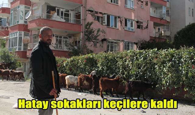 Hatay sokakları keçilere kaldı