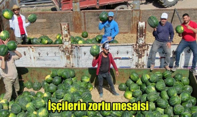 İşçilerin zorlu mesaisi