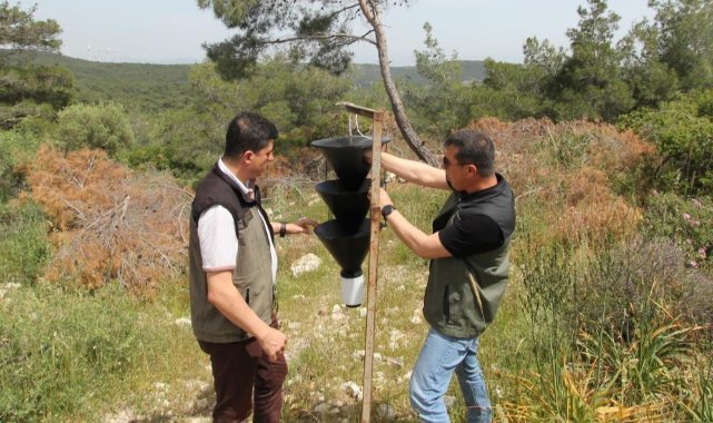 İzmir Aliağa’da ‘terminatör’ böcekler doğaya salındı