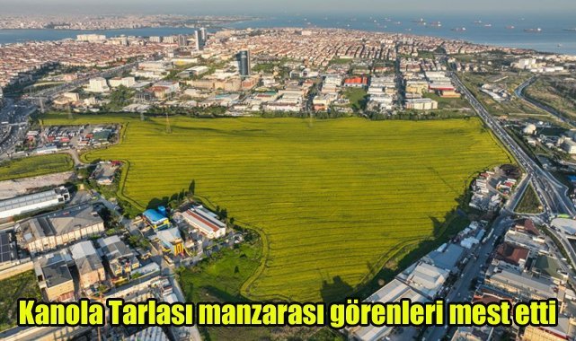 Kanola Tarlası manzarası görenleri mest etti