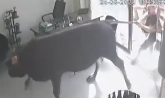 Mezbahaneden kaçan dana emlakçıda yakalandı