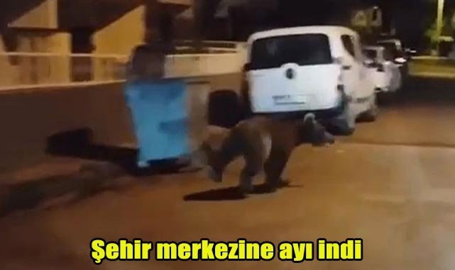 Şehir merkezine ayı indi