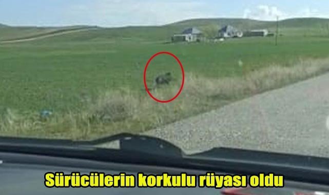 Sürücülerin korkulu rüyası oldu