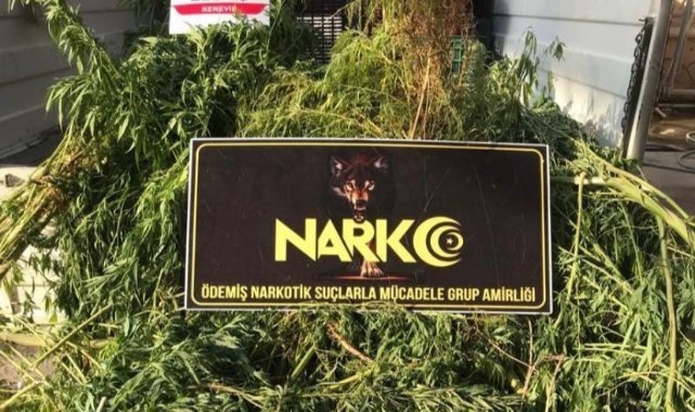 Tarım serasına uyuşturucu operasyonu: 3 gözaltı