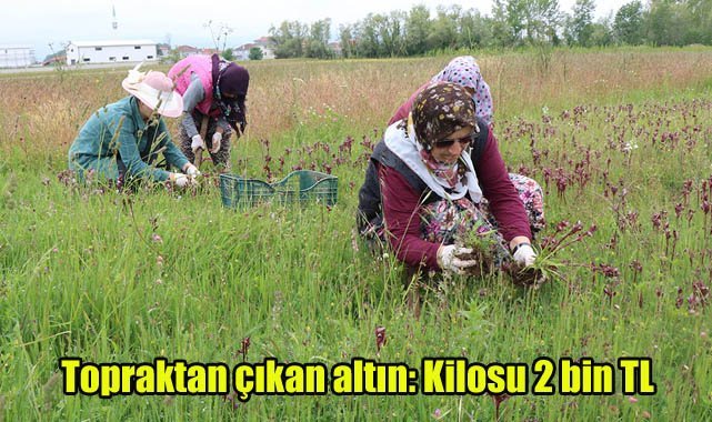 Topraktan çıkan altın: Kilosu 2 bin TL