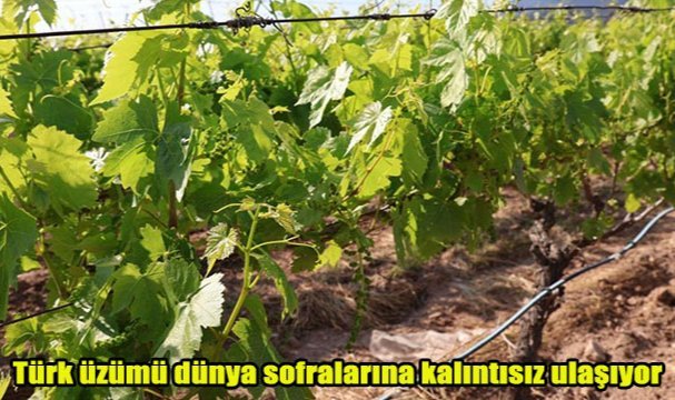 Türk üzümü dünya sofralarına kalıntısız ulaşıyor