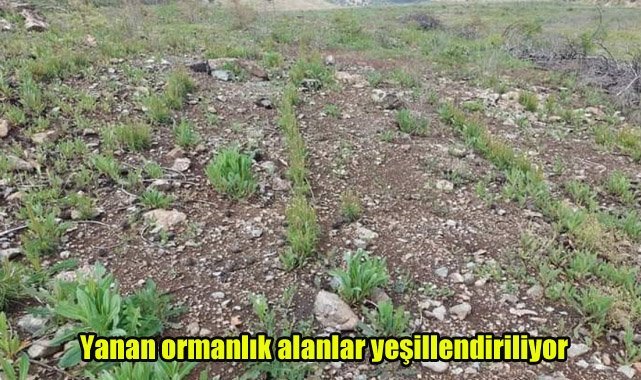 Yanan ormanlık alanlar yeşillendiriliyor