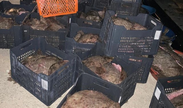 Yasa dışı avlanan 9 ton kalkan balığı ele geçirildi