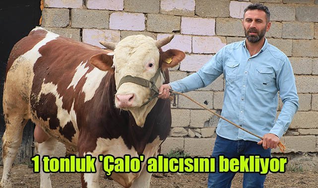 1 tonluk 'Çalo' alıcısını bekliyor