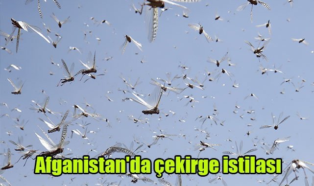 Afganistan'da çekirge istilası