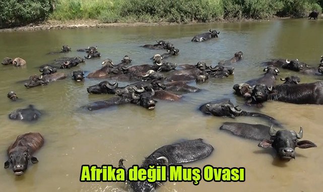 Afrika değil Muş Ovası