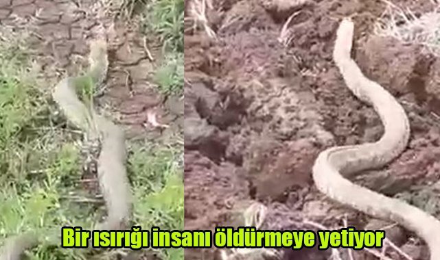 Bir ısırığı insanı öldürmeye yetiyor