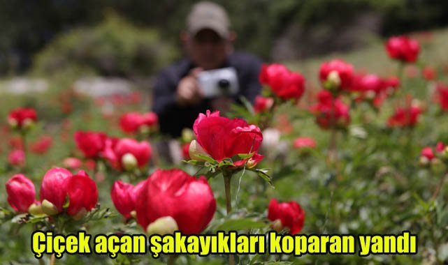 Çiçek açan şakayıkları koparan yandı