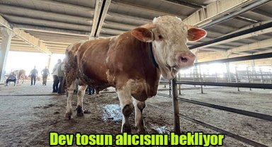 Dev tosun alıcısını bekliyor