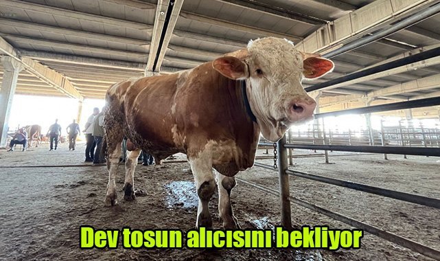 Dev tosun alıcısını bekliyor