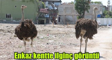 Enkaz kentte ilginç görüntü