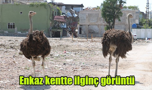 Enkaz kentte ilginç görüntü