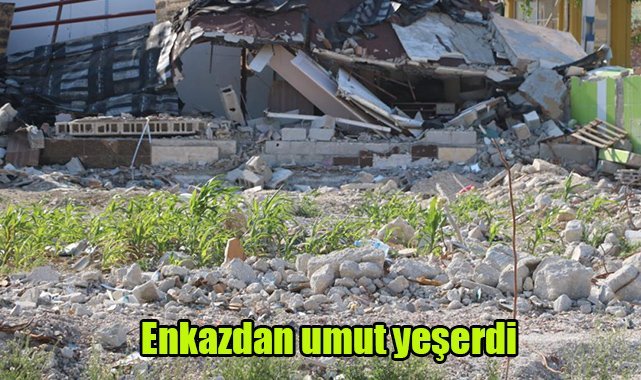 Enkazdan umut yeşerdi