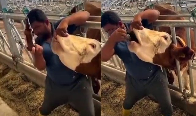 İneğe içki şişesinde sıvı veren şahıs yakalandı