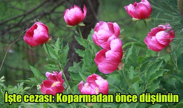 İşte cezası: Koparmadan önce düşünün