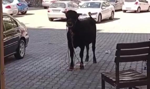 İzmir'de kurbanlık danalar kaçtı sahipleri kovaladı